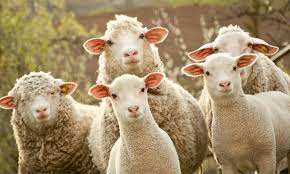 Sheeps